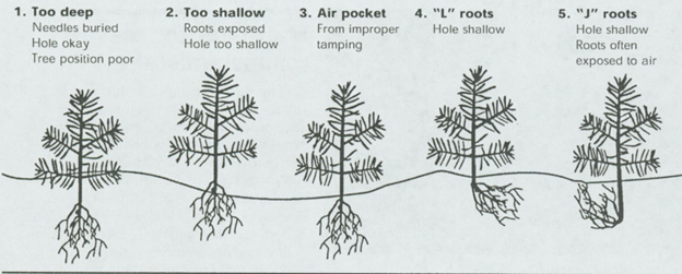 Proper planting techniques