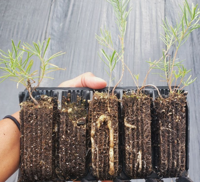 Planting Native Species Plugs for Success