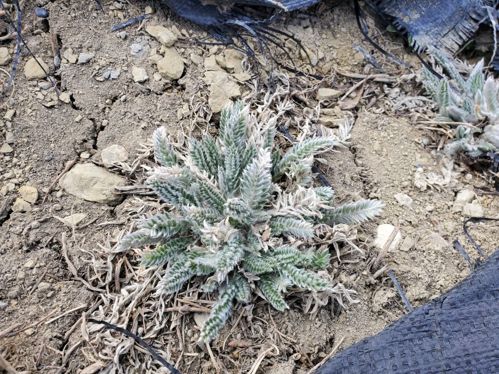 Oxytropis splendens from native plant plugs