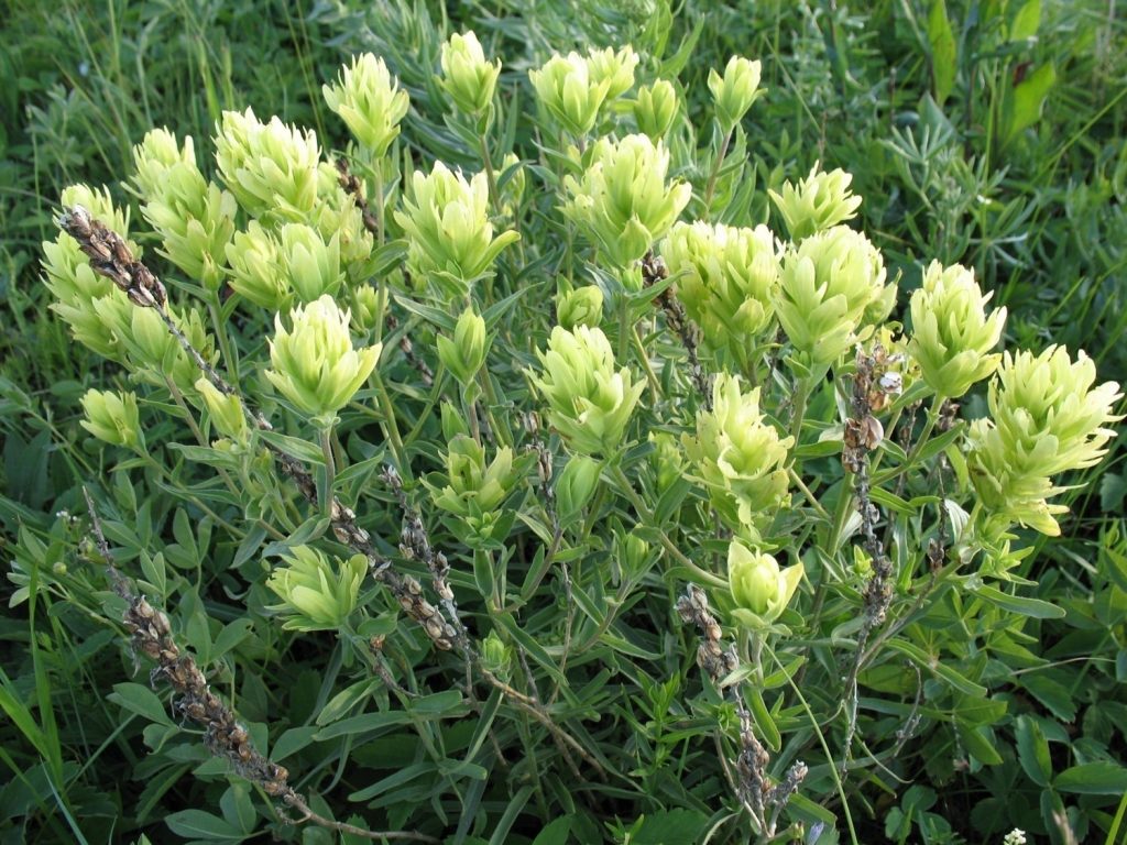 Castilleja lutescens