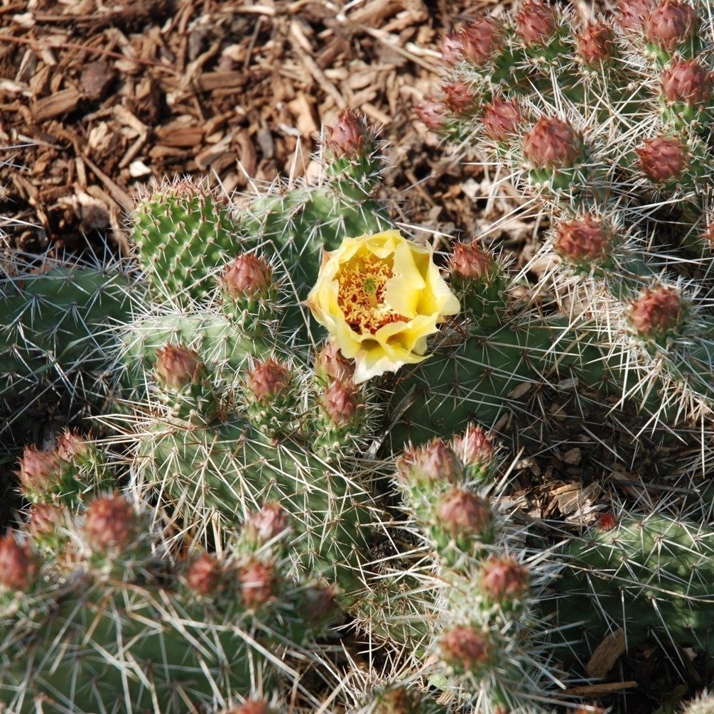 Opuntia polyacantha