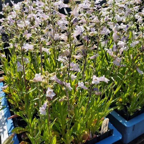Planting Native Species Plugs for Success