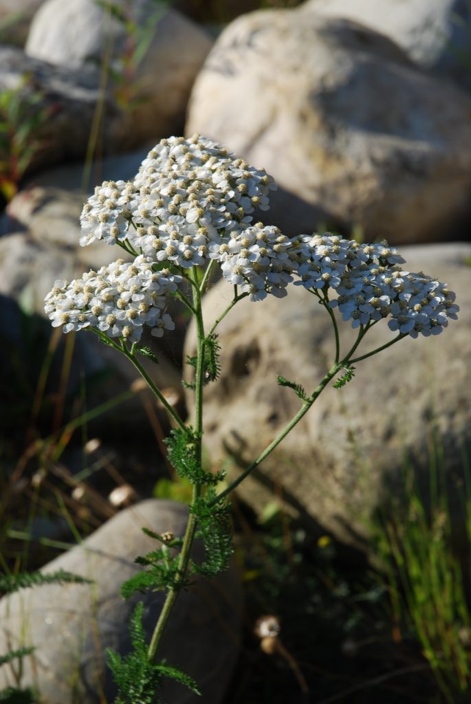 white umbrella-shaped flower of boreal yarrow