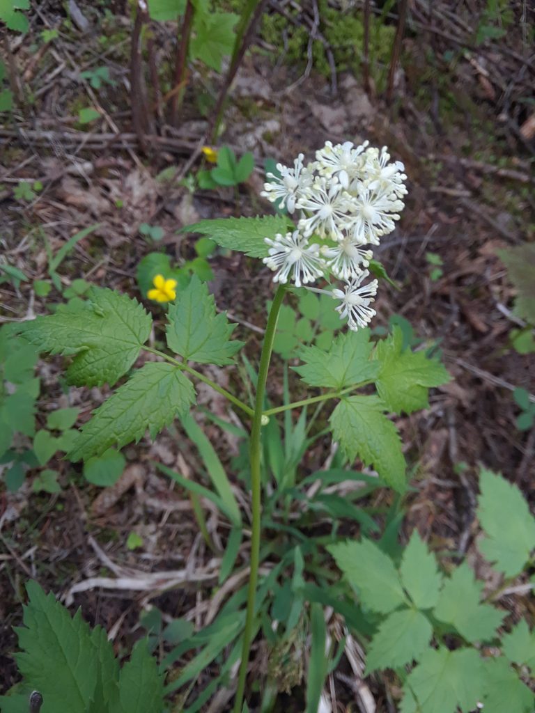 green leaves and white flower of baneberry