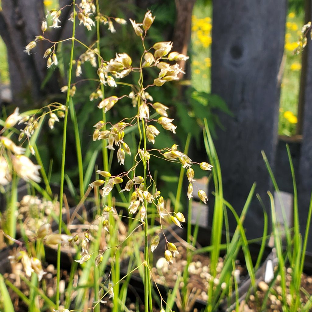close up of sweetgrass flowers