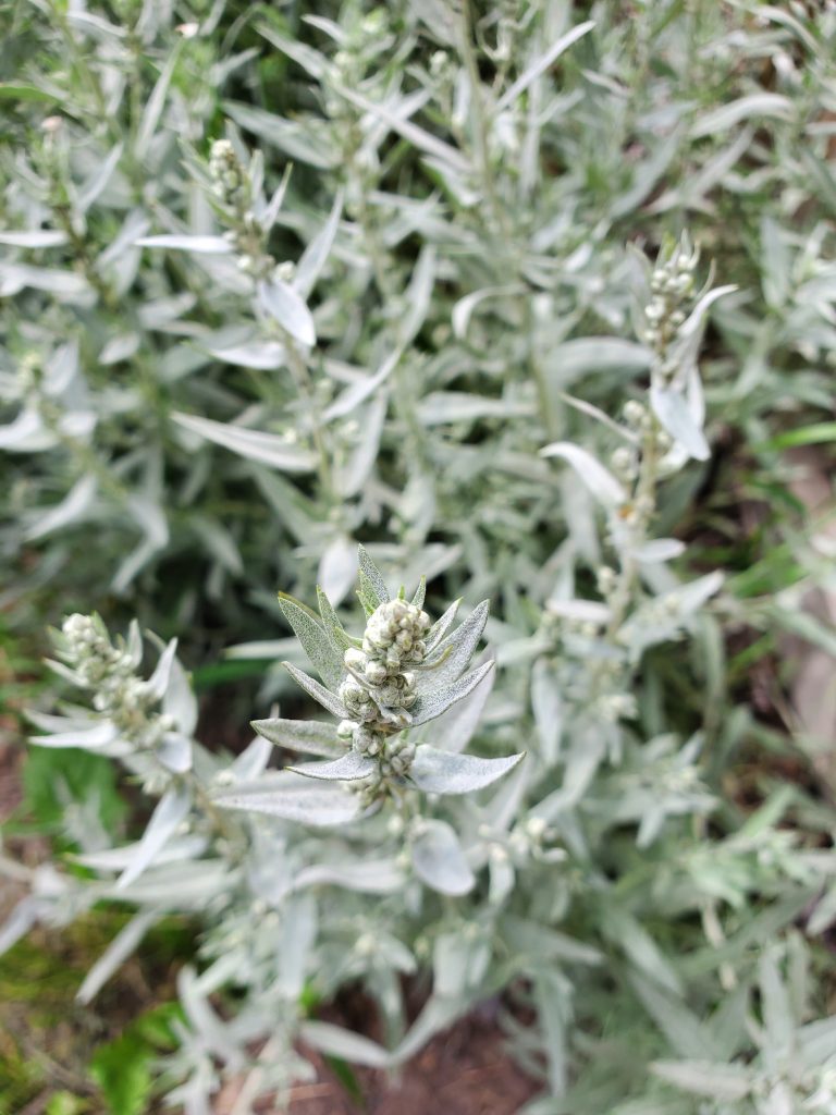 unopened flowers of prairie sage with silvery leaves