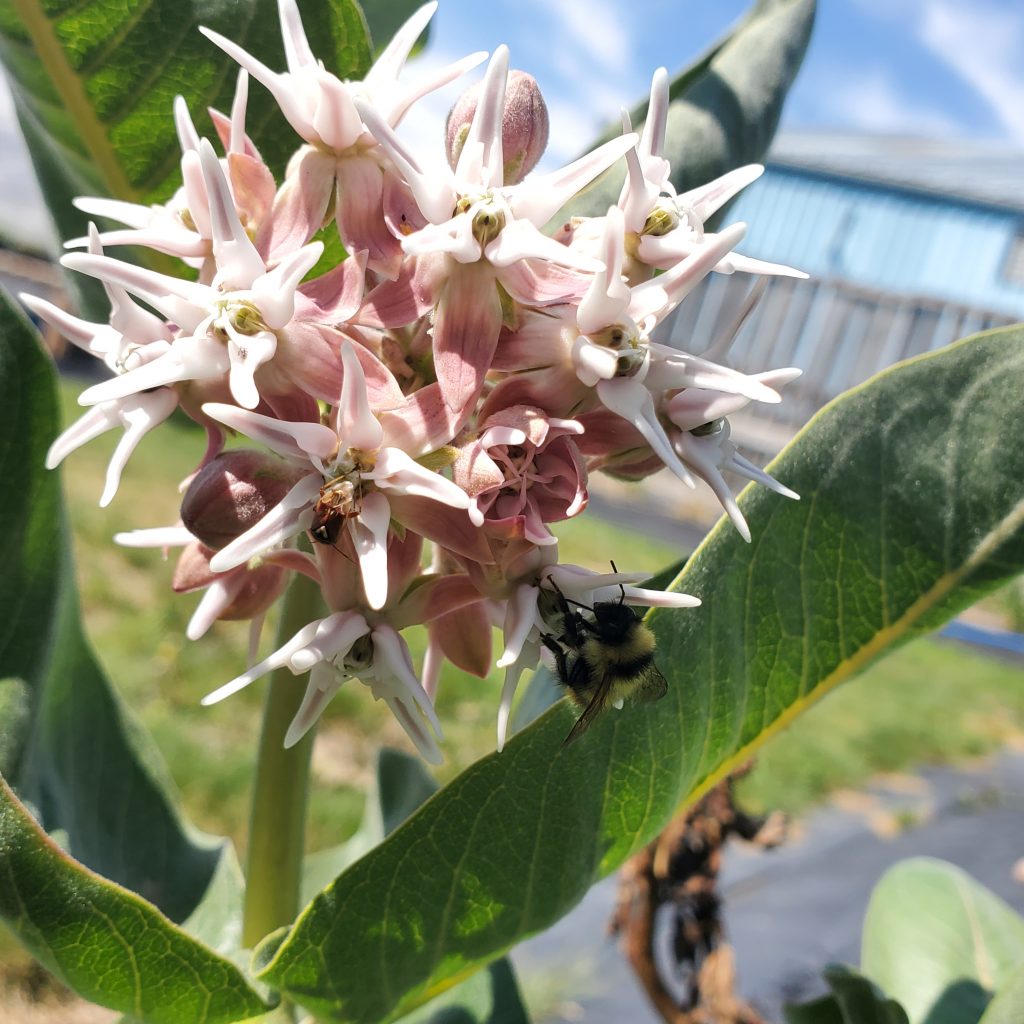 a bee enjoying a pink milkweed flower