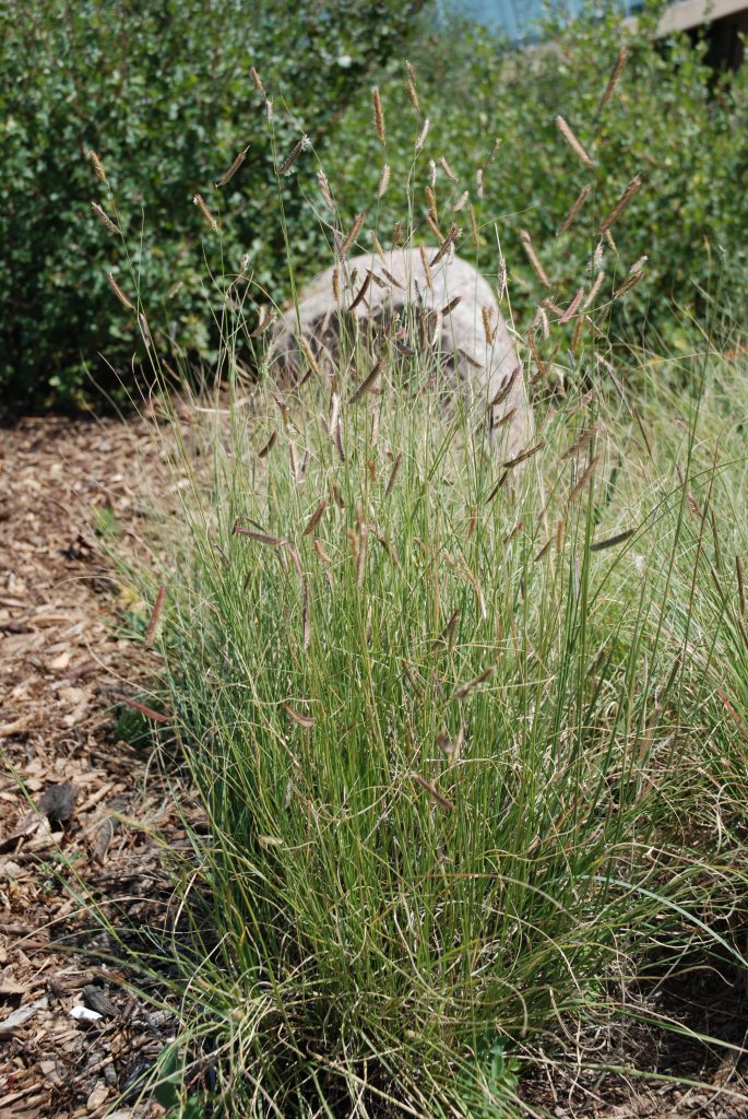 summer flowering little bluestem grass, flowers like eyelashes