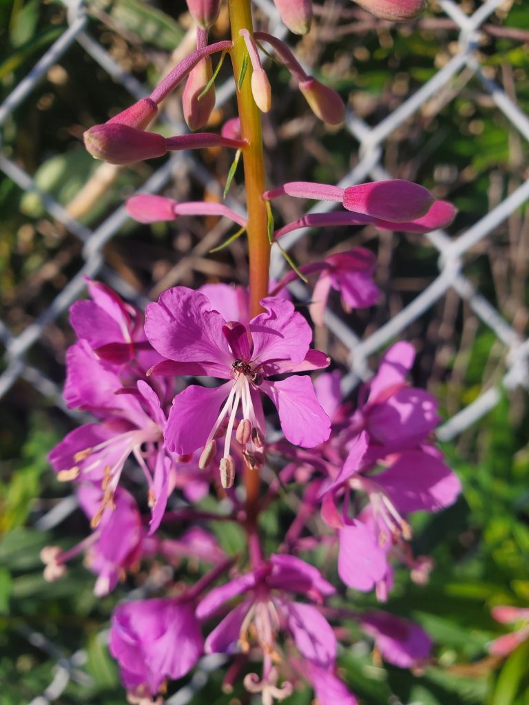 close up of purple fireweed flowers