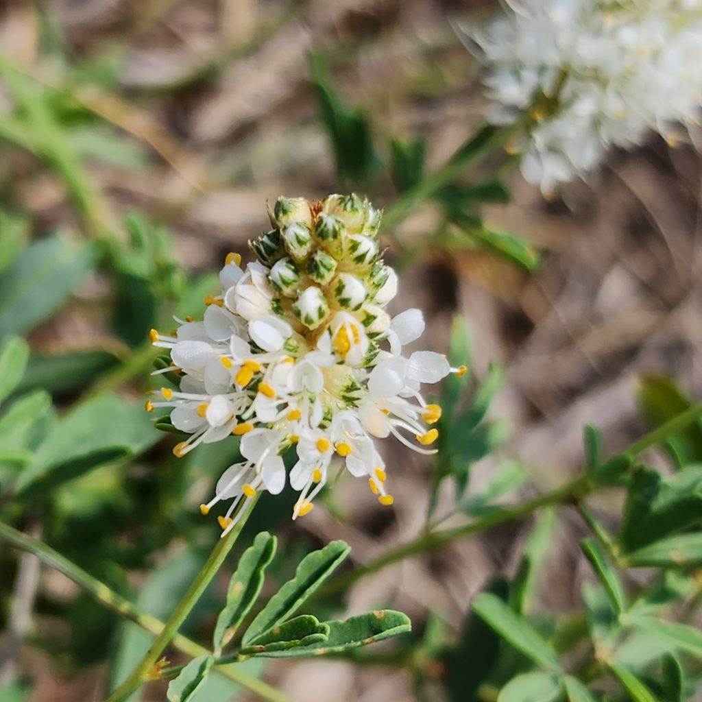 Close up of white prairie clover flower