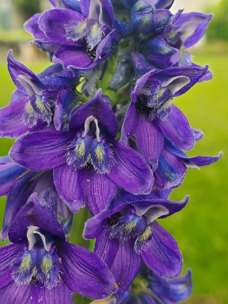 purple flower close up
