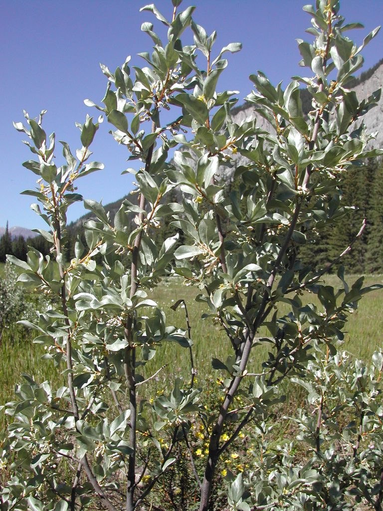silver leaves of wolf willow in nature
