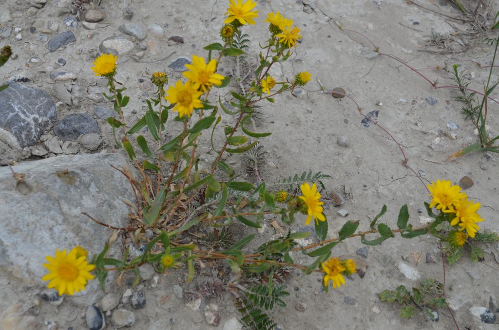 yellow flowers and sticky green leaves of gumweed in the wild
