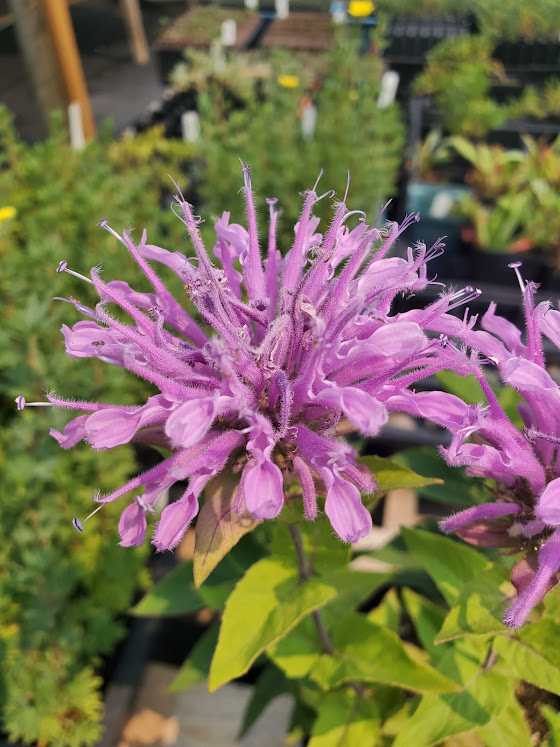 pink to purple close up of bee balm flower
