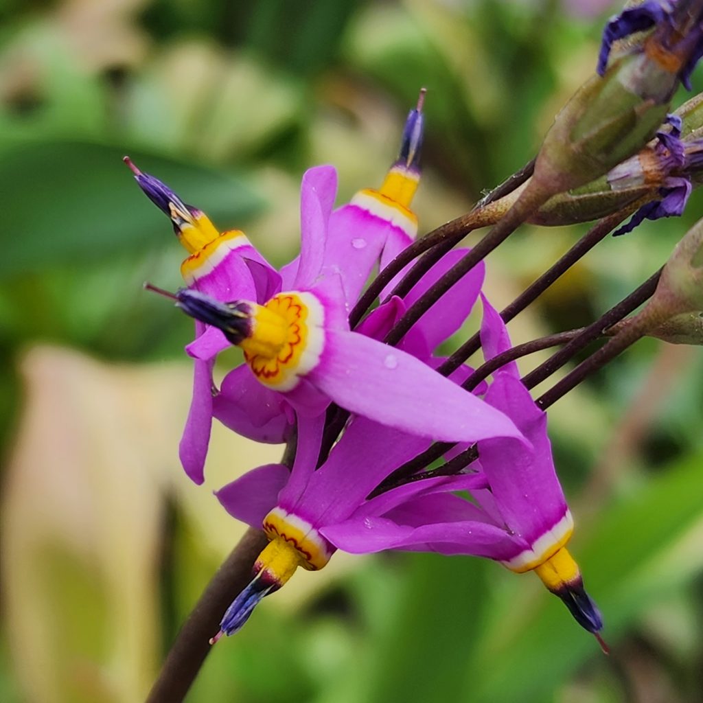 shooting star flowers close up in detail