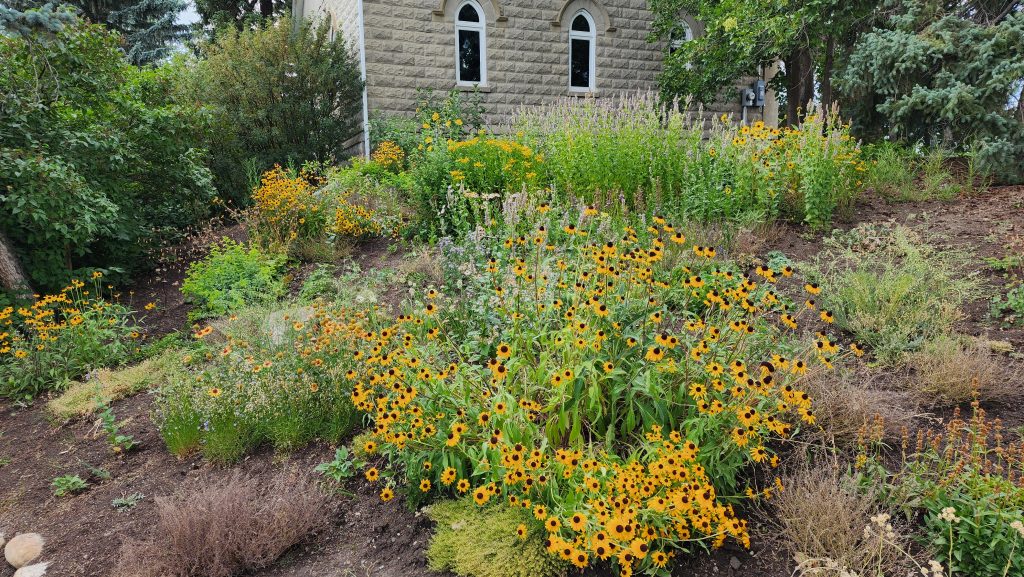 Colourful garden with black eyed susans with yellow petals and black centres, tall giant hyssop with purple flowers in the background