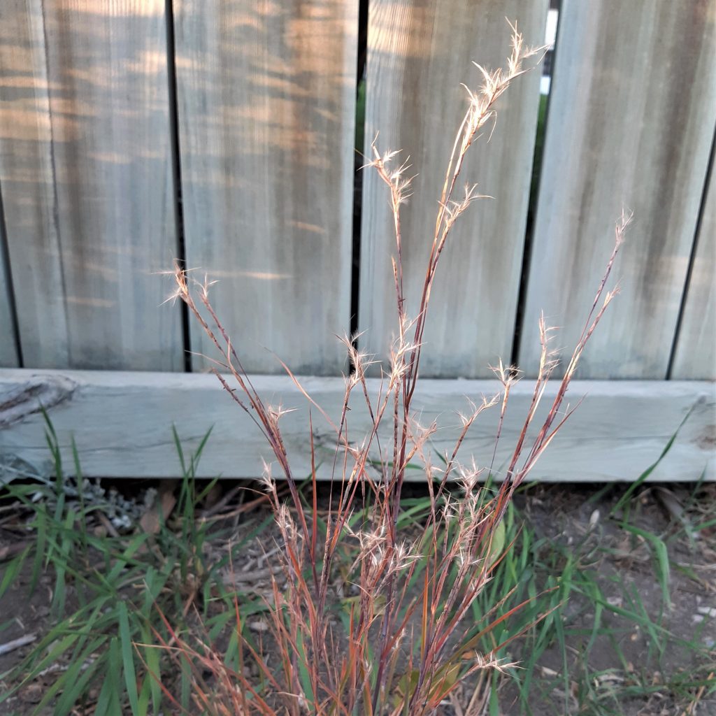 seed heads of little bluestem grass with reddish colouration
