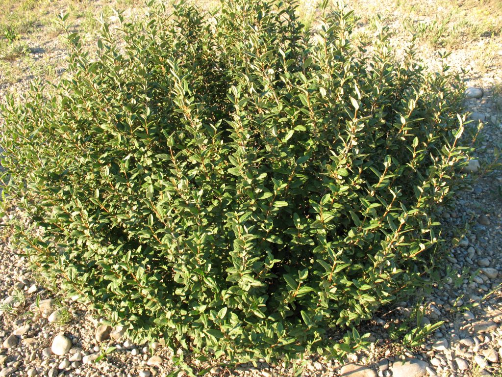 green leaves of buffalo berry shrub