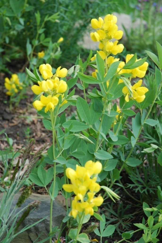 yellow flower of golden bean with trifoliate leaves