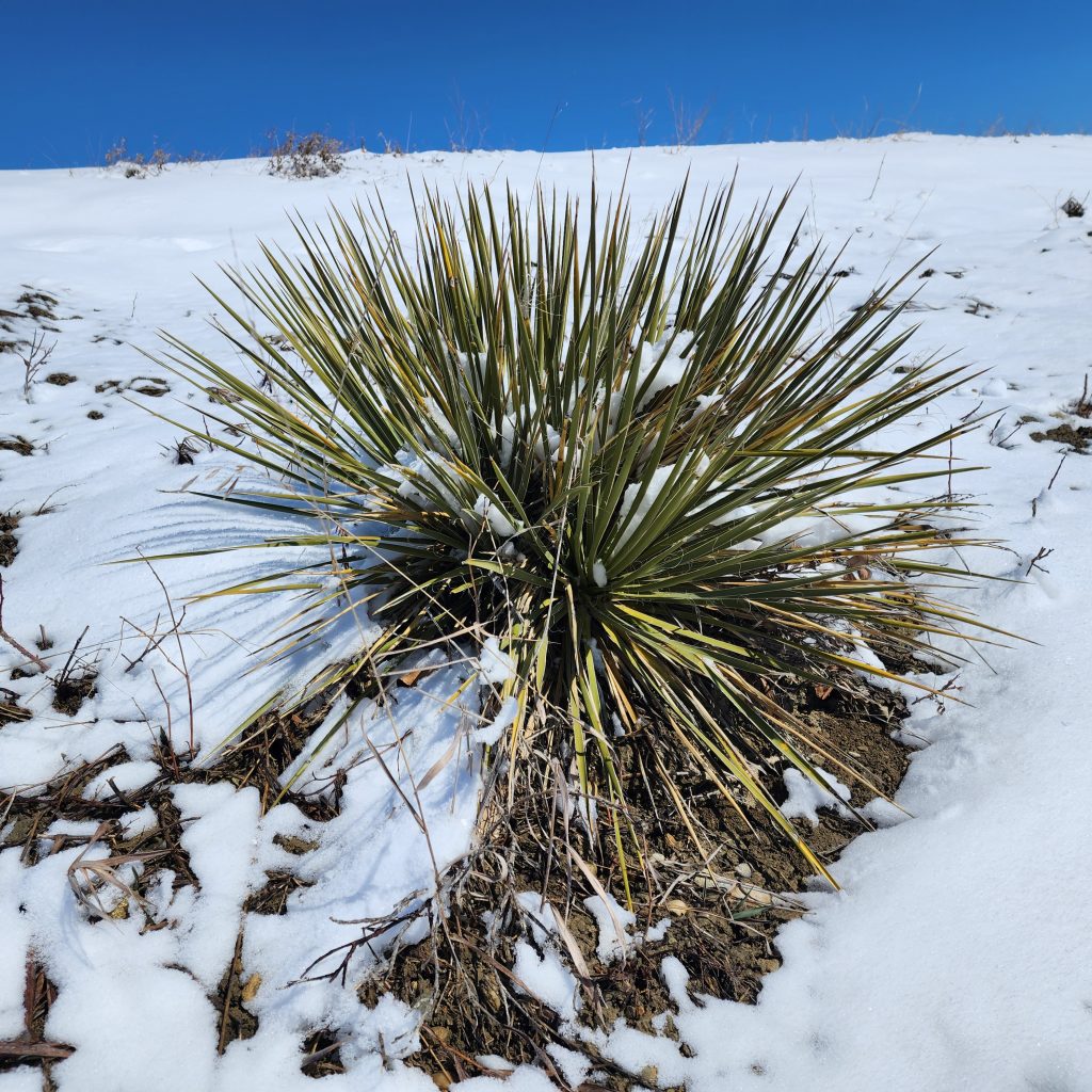 winter yucca plant with spiky leaves in the snow