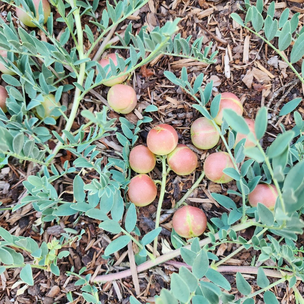 Close up of round ground plum fruit on the ground