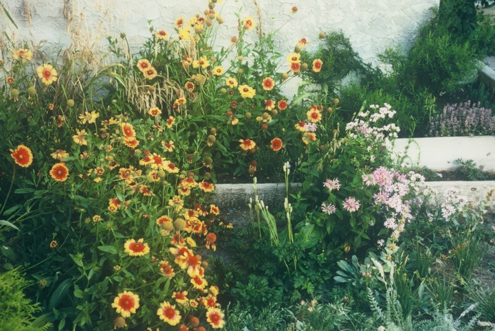 A garden image showing several species in flower including blanket flower with yellow daisy like blooms with a red centre and pink blooms of beebalm that look like crowns and hanging grass flowers of Canada Wild Rye