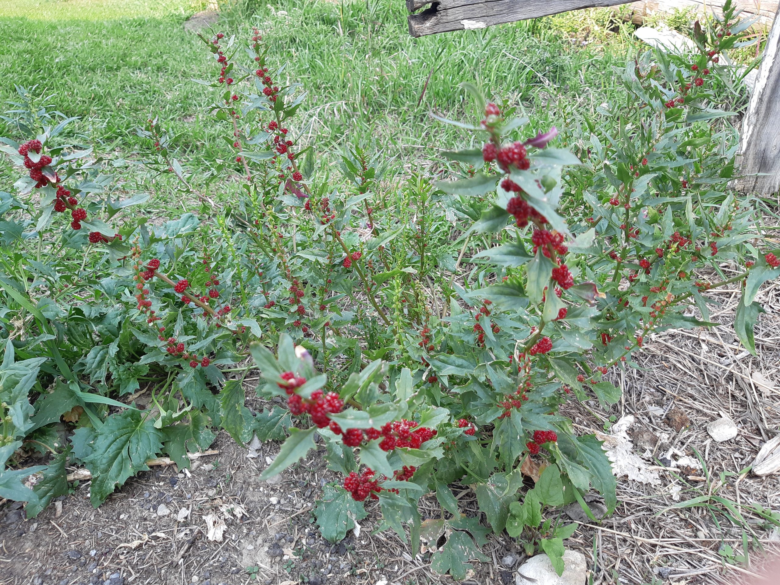 Blitum capitatum - 10