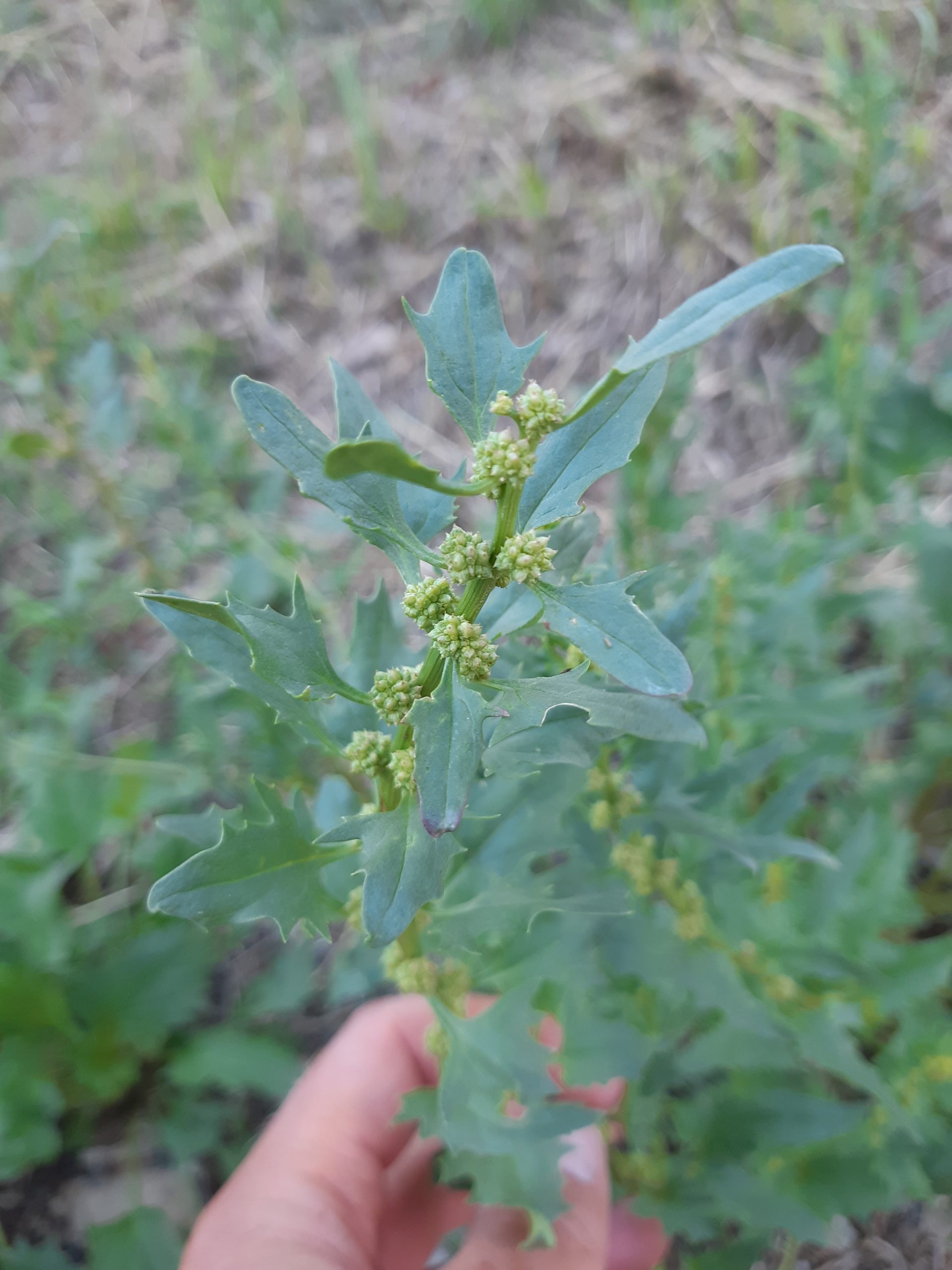 Blitum capitatum - 4