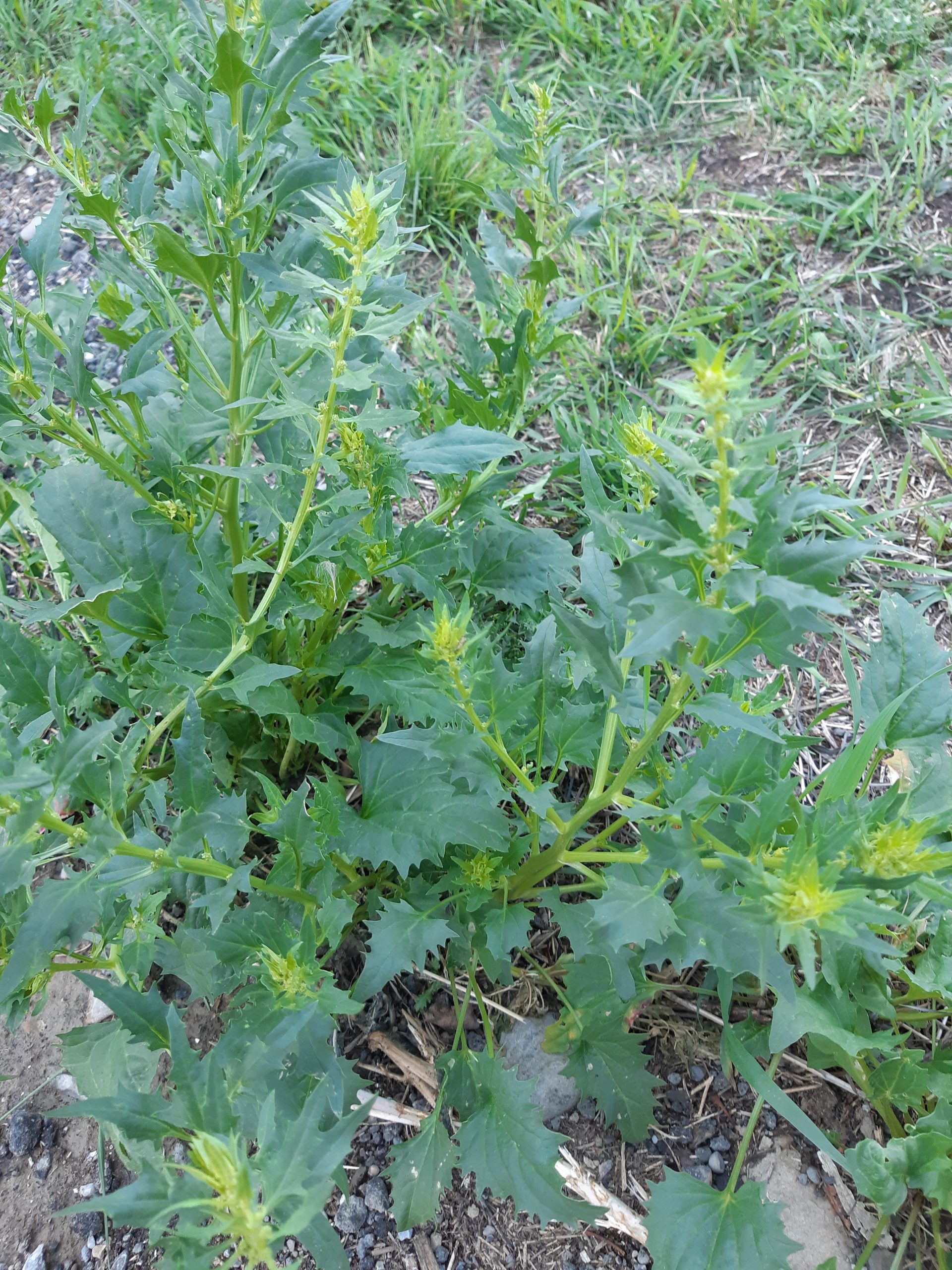 Blitum capitatum - 5